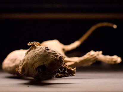 museumsbesuch_totenfru_02_2019